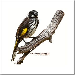 New Holland Honeyeater_01C Posters and Art